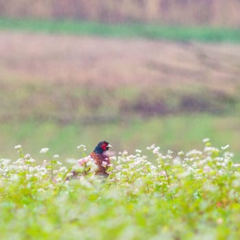 Common or Ring-necked pheasant (Phasianus colchicus) adult male bird standing in a rain