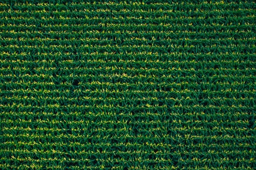 Directly above aerial view of a corn field neatly planted in rows
