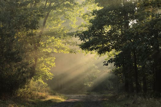 The sun's rays fall on a forest path on a foggy autumn morning