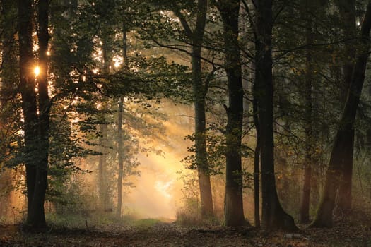 A path through a fairytale autumn forest on a foggy morning