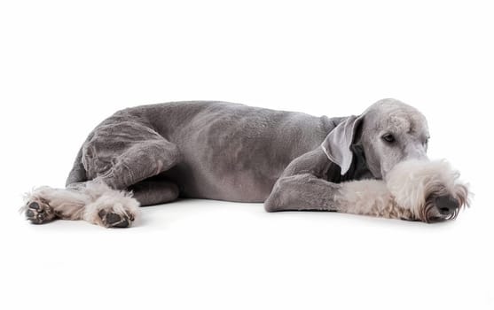 This Bedlington Terrier's relaxed posture and characteristic woolly fur make for a captivating subject against the contrasting white ground
