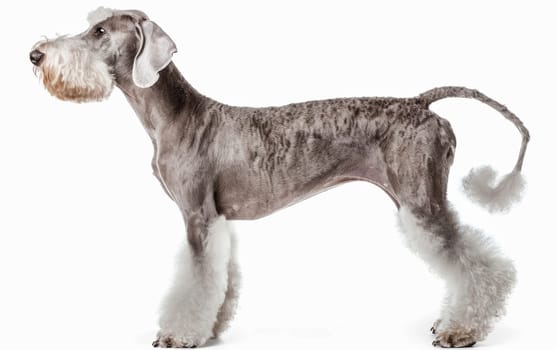A poised Bedlington Terrier showcases its unique trim and pearlescent coat in a profile stance against a clean white background, exemplifying the breed's elegance