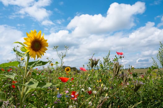 Meadow with sunflower and poppy flowers, blooming wildflower field, nature in summer, environment and ecology concept