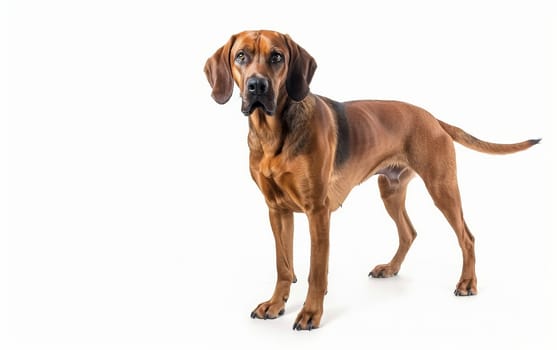 Direct gaze of a Bavarian Mountain Hound against a clean background, highlighting its loyal expression and robust build