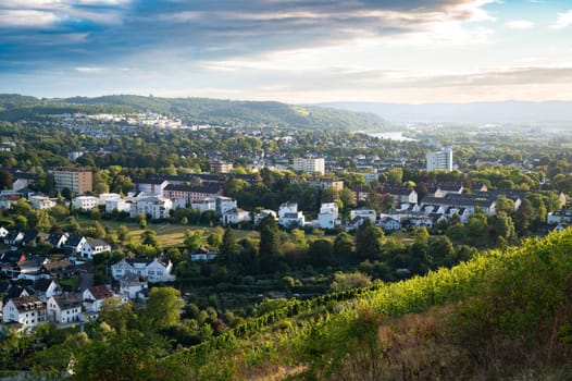 Grapes for riesling wine growing on the vine, vineyard in Trier, Moselle Valley in Germany, landscape and agriculture in rhineland palatine