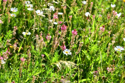 summer wildflower meadow a paradise for insects