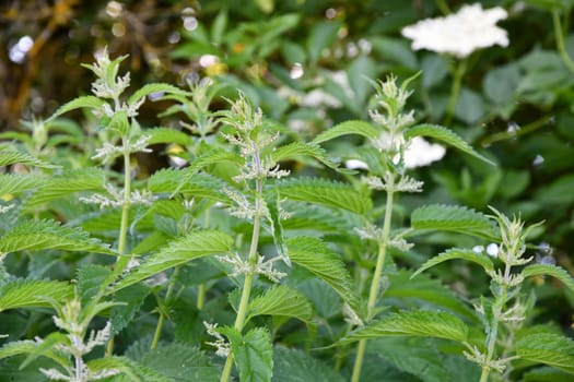 flowering nettle at the edge of the forest