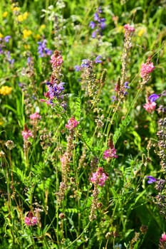 summer wildflower meadow a paradise for insects