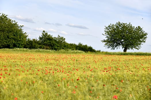 grain field with red flowers