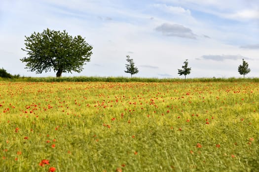grain field with red flowers