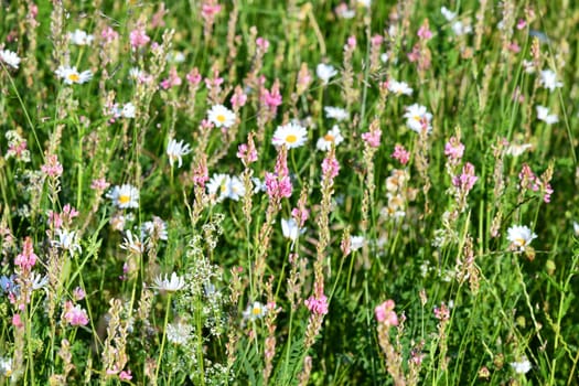 summer wildflower meadow a paradise for insects