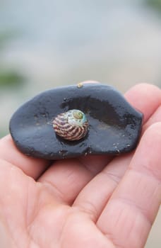 Steromphala umbilicalis, or the flat top shell. Displayed over my hand