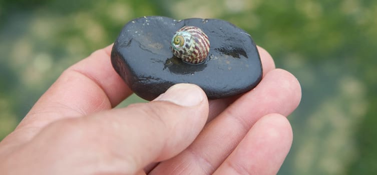 Steromphala umbilicalis, or the flat top shell. Displayed over my hand