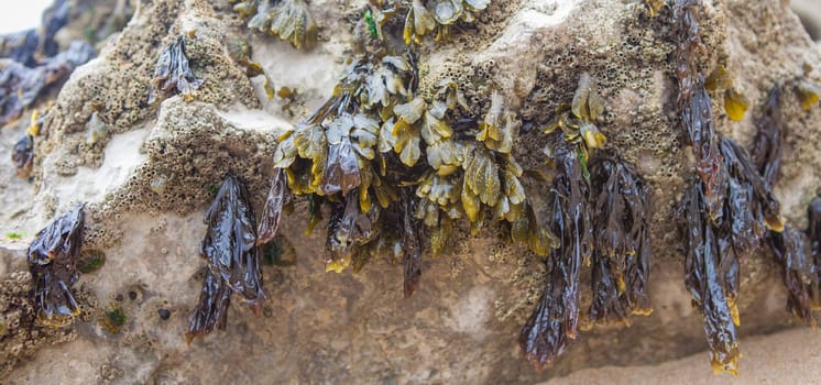 Bladderwrack seaweed or Fucus vesiculosus. Magoito Beach, Sintra, Portugal