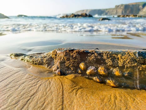 Patella vulgata or common limpets attached to rock. Nossa Senhora beach, Zambujeira do Mar, Portugal