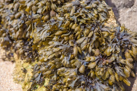 Bladderwrack seaweed or Fucus vesiculosus. Magoito Beach, Sintra, Portugal