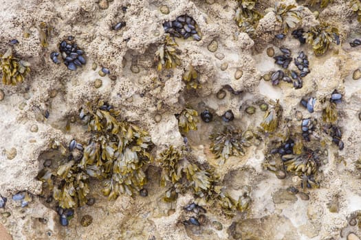Seaweed, bars and mussels attached to rock. Magoito Beach, Sintra, Portugal