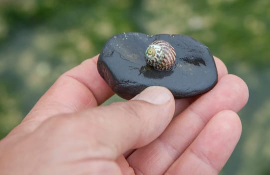 Steromphala umbilicalis, or the flat top shell. Displayed over my hand