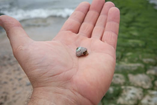 Steromphala umbilicalis or the flat top shell over my hand. Magoito Beach, Sao Joao das Lampa, Portugal