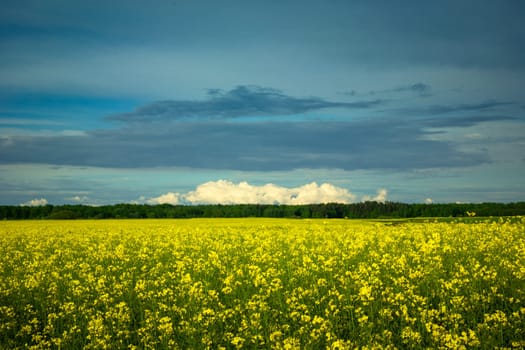 Clouds over yellow rapeseed field, Czulczyce, eastern Poland