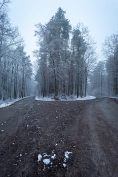 A fork in a dirt road in a winter forest, eastern Poland