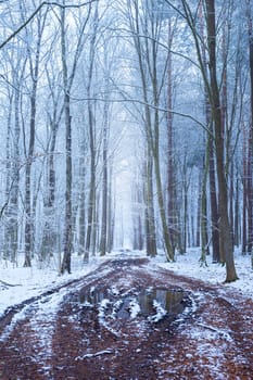 Muddy road alley in winter snow-covered forest, Zarzecze, Poland