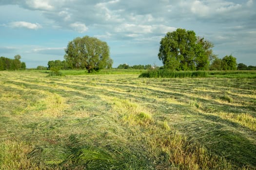 Mown rural meadow and cloudy sky, Nowiny, Lubelskie, eastern Poland