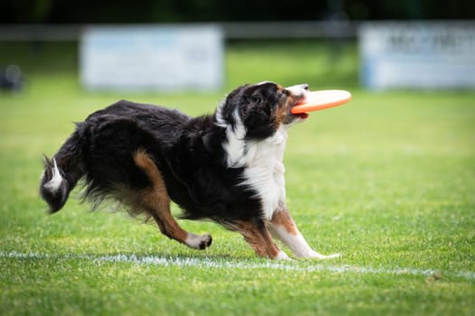 A dog is jumping to keep a freesbee. The sport is named : disc dog