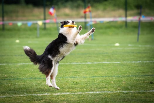 A dog is jumping to keep a freesbee. The sport is named : disc dog
