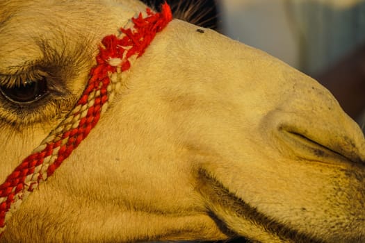 Arabian Desert Camel (United Arab Emirates). Shooting Location: Dubai
