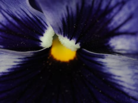 Pansy flower image. Shooting Location: Nishi -ku, Yokohama