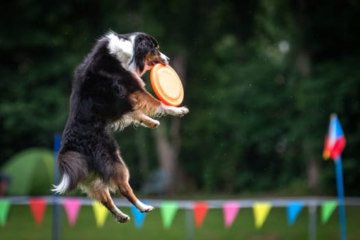 A dog is jumping to keep a freesbee. The sport is named : disc dog