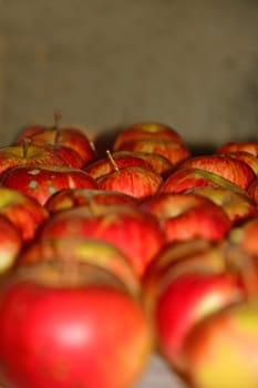 ripe red apples stored on a shelf in a cellar in Germany in late summer