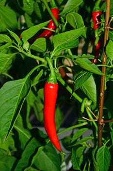 cayenne chili on its plant in a closeup