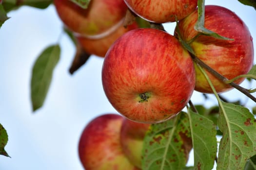 ripe apples on a tree in summer in a German Graden