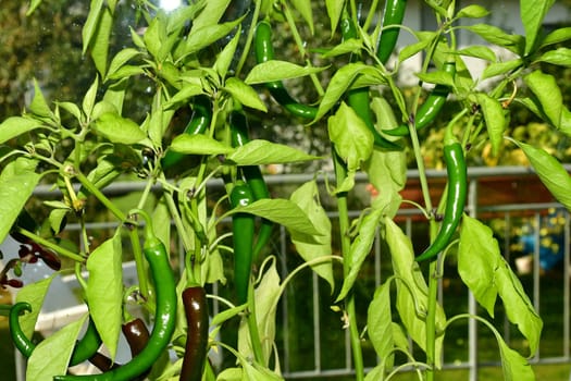 cayenne chili on its plant in a closeup