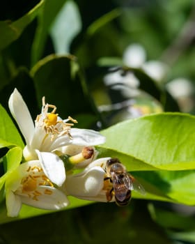 Close-up of a bee collecting pollen from white lemon blossoms in spring. Biological agriculture. Environmental protection and biodiversity.