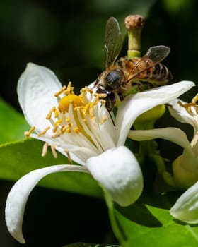 Close-up of a bee collecting pollen from white lemon blossoms in spring. Biological agriculture. Environmental protection and biodiversity.