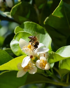Close-up of a bee collecting pollen from white lemon blossoms in spring. Biological agriculture. Environmental protection and biodiversity.