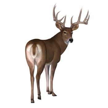 The herbivorous White-tailed deer lives in North and South America and is an abundant species.
