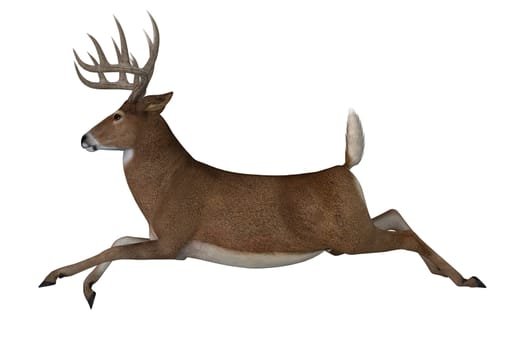The herbivorous White-tailed deer lives in North and South America and is an abundant species.