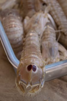 sea cicadas or squilla mantis in a glass container