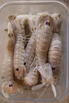 sea cicadas or squilla mantis in a glass container