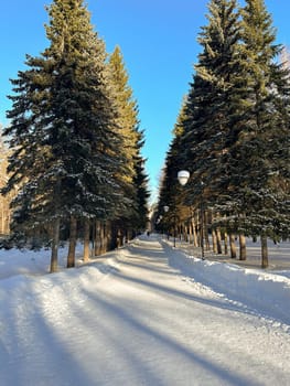 Snow covered park road with snow covered bare trees, after a snowfall. Winter in urban city parkland. Winter season and north cold country concept.