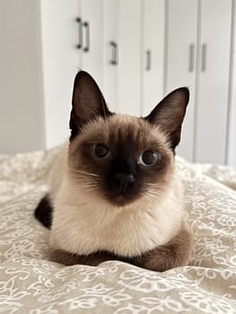 Cute kitten siamese cat at home. Pet concept.