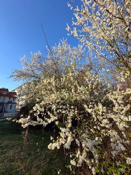 Blossoming branches against a clear blue sky. Delicate white flowers reach upwards celebrating the arrival of spring and the beauty of nature.