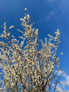 Blossoming branches against a clear blue sky. Delicate white flowers reach upwards celebrating the arrival of spring and the beauty of nature.
