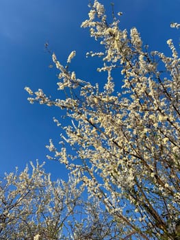Blossoming branches against a clear blue sky. Delicate white flowers reach upwards celebrating the arrival of spring and the beauty of nature.
