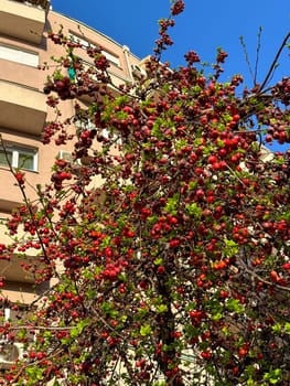 tree bursting with red berries stands in contrast to a beige urban building under a clear blue sky. the bright colors and dynamic composition create a lively scene embodying nature's resilience in the city.