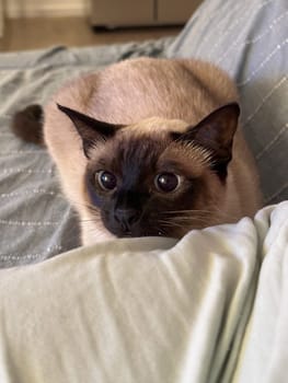 Siamese curious cat with vivid eyes focuses intently while resting on a soft, textured fabric surface. Scene captures a moment of playful engagement as the feline prepares to pounce. Pet at home.